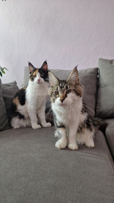 Cudowna Koteczka Maine Coon!