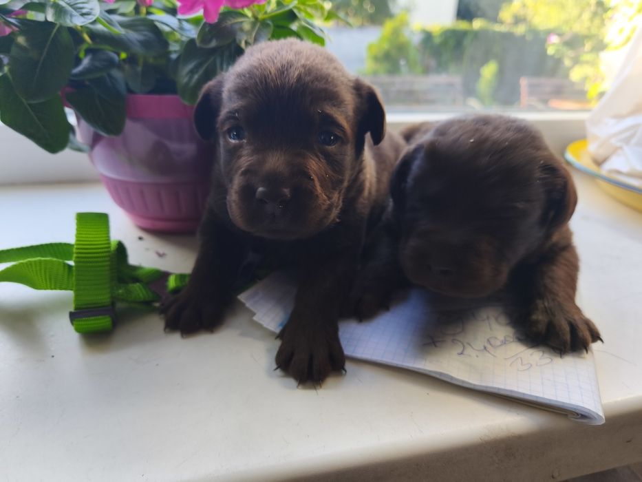 Шоколадные щенки Лабрадора есть Палевый и Черный, Доставка в Германию