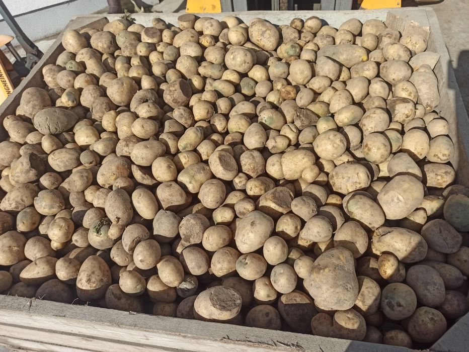 Ziemniaki odpadowe