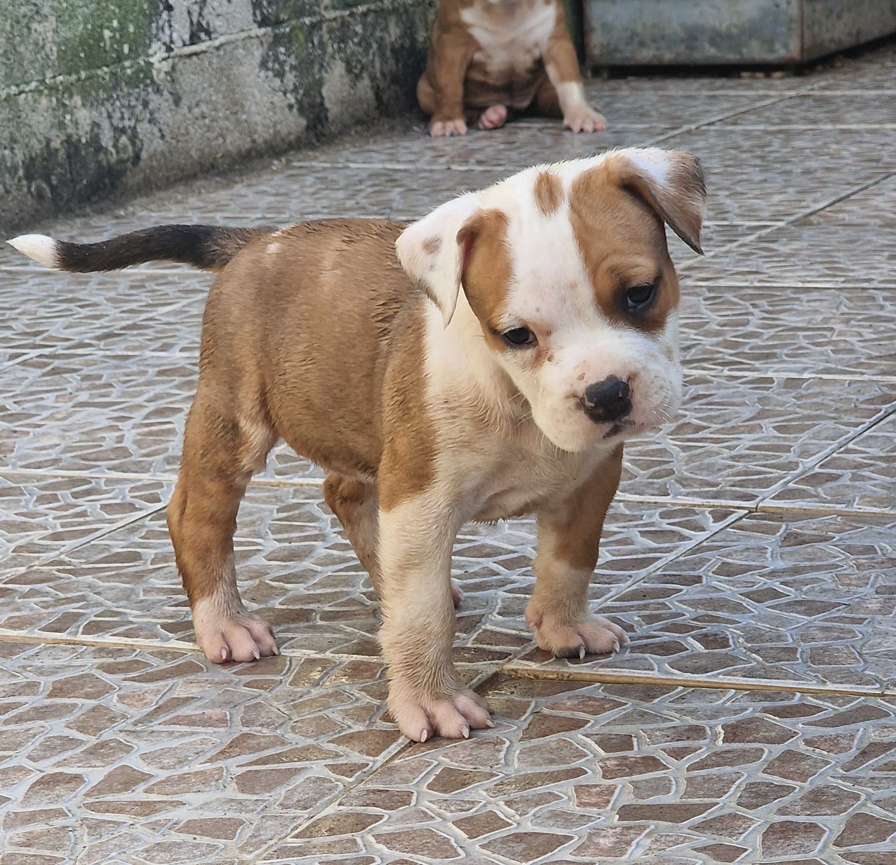AMERICAN STAFFORDSHIRE TERRIER Canil Of Greatwarriors