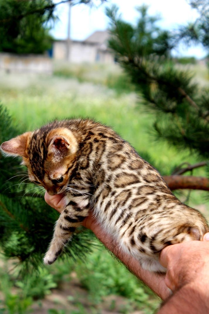 Мальчик Бенгальской кошки