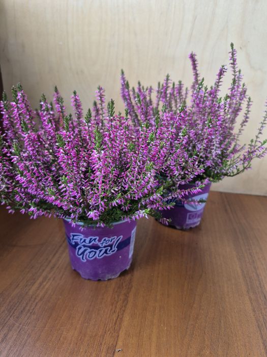 Каллуна або вереск