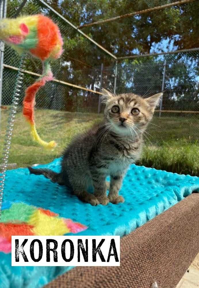 Koty do adopcji, kociaki szukają domów