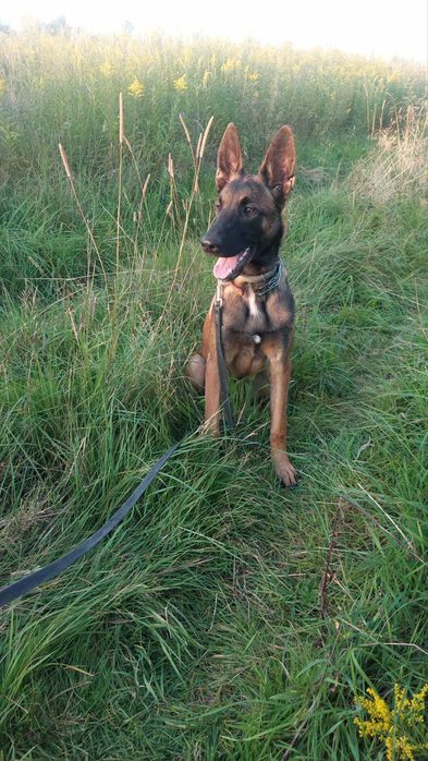 Malinois szuka domu