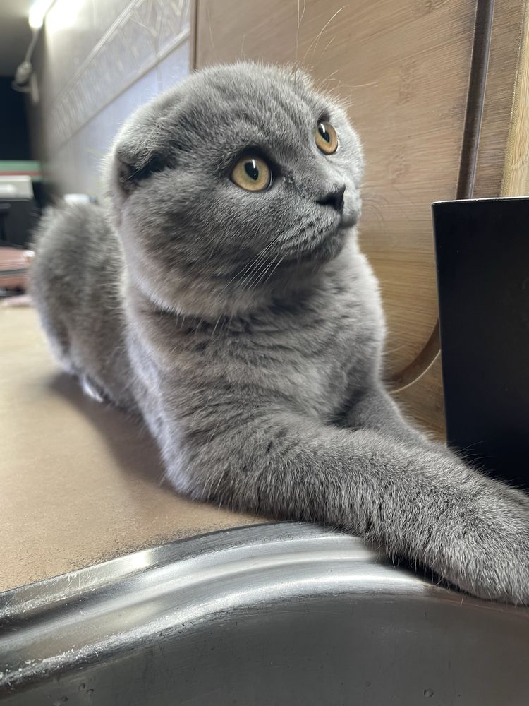 Scottish Fold Blue