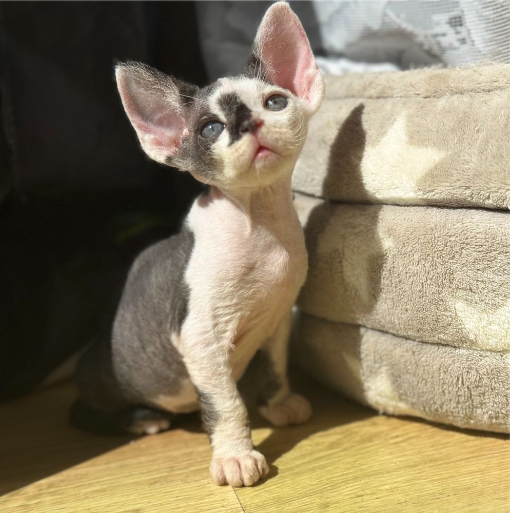 Kocurek devon rex Valery