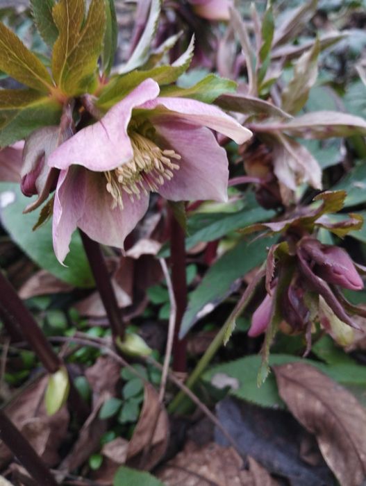 Морозники  чемерники