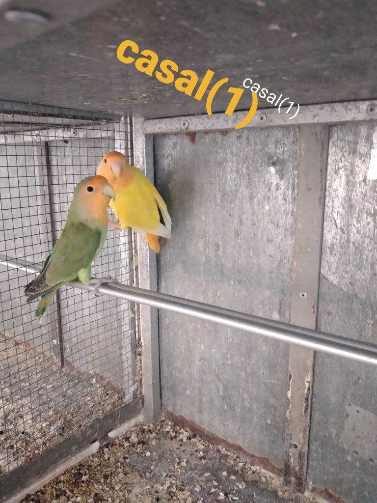 Agapornis Rosicolis  ano  2025 P/ ceder a partir de 15€