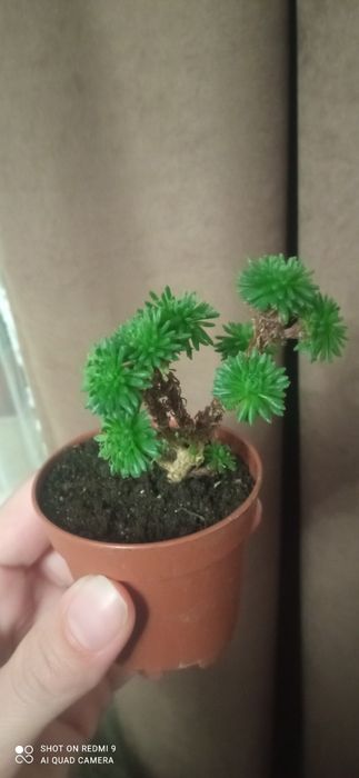 Кактус, сукуленти