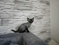 Kocięta Devon Rex, rodowód FPL