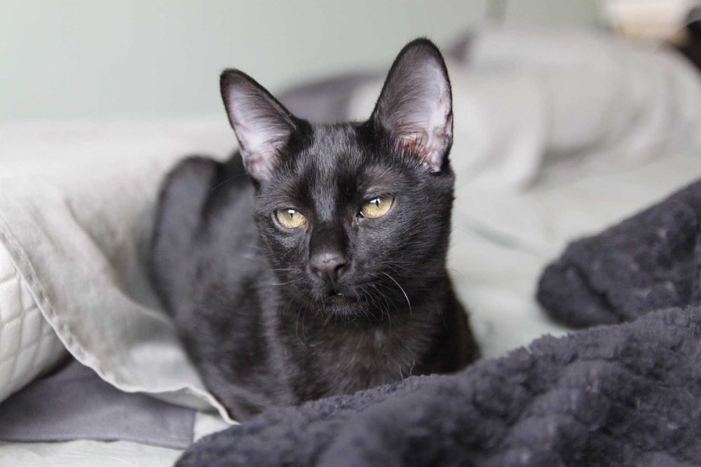 Gatinho para adoção BRAGA