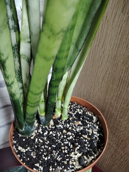 Сансевиерия Сильвер Квин, высокорослая.