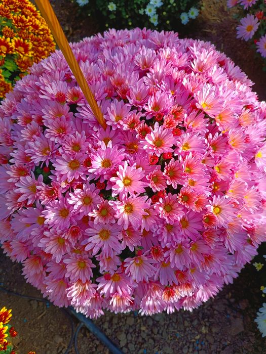 Chryzantemy drobno kwiatowe