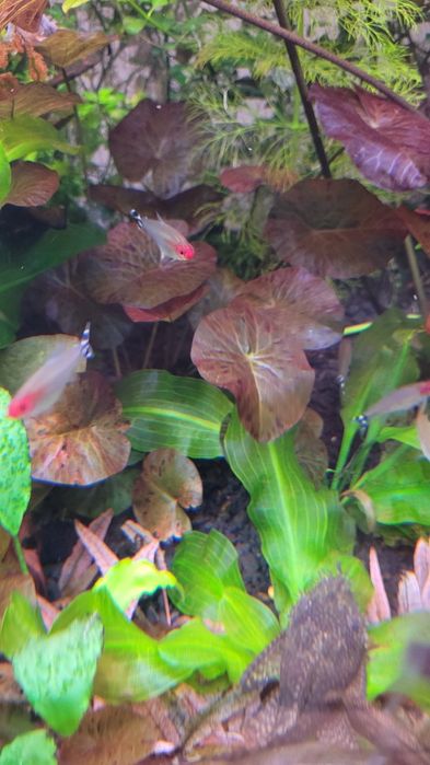 Witam sprzedam lotosy