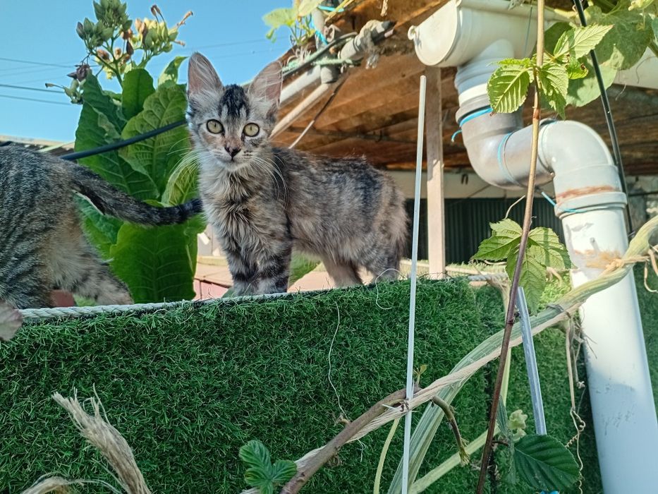 Dou gatinhos bebes