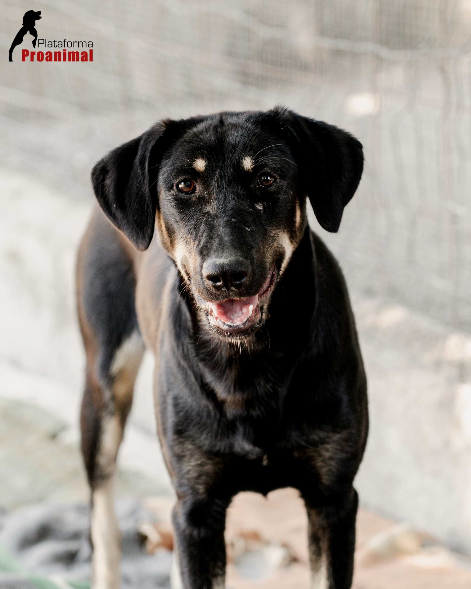 BONNIE - Cadelinha para Adoção