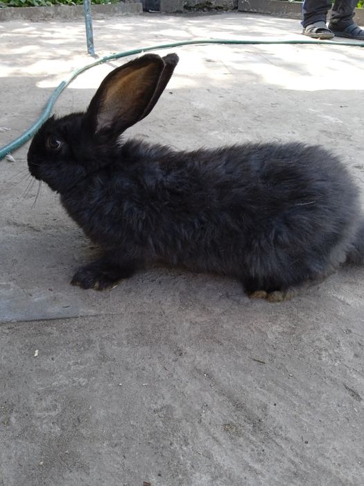 Продам кролів (порода:строкач-каліфорнійський)