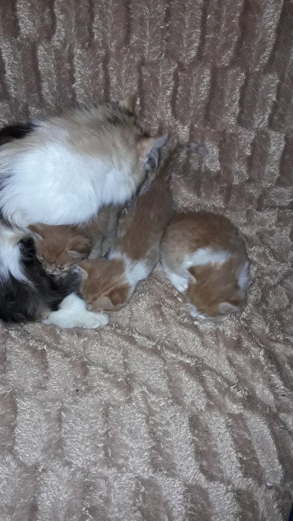 Котики кошенятя рижики кіт киця