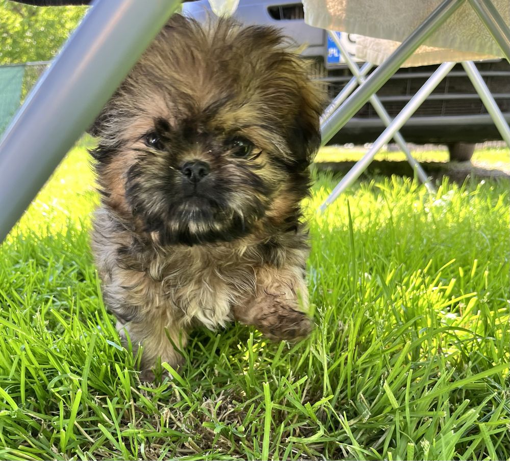 Shih Tzu suczka gotowa do odbioru
