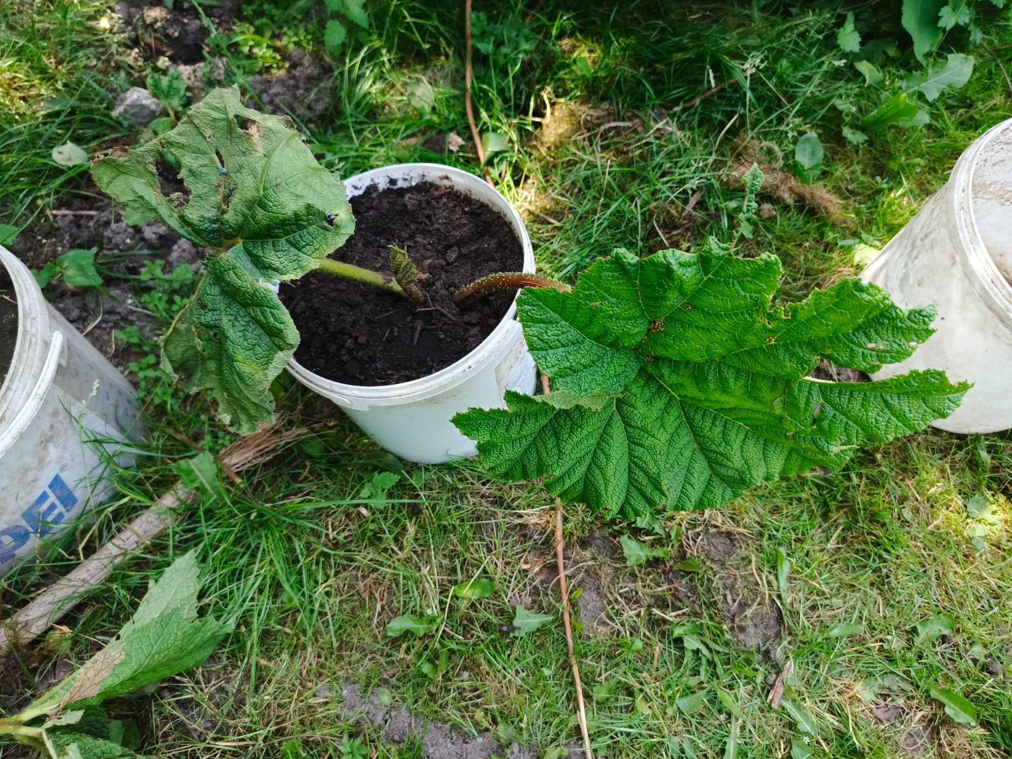 Gunnera olbrzymia manicata