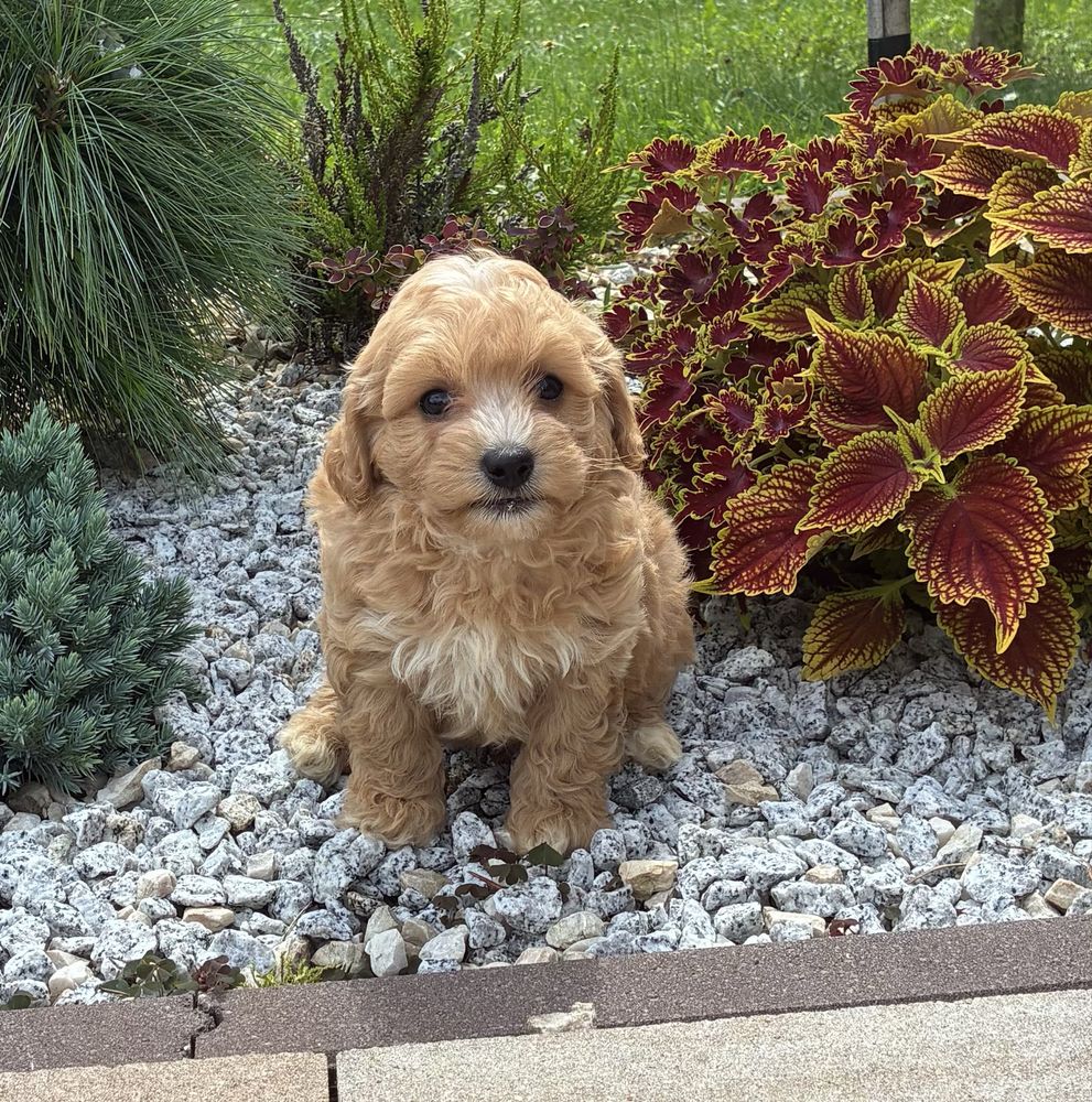 Maltipoo super piesek