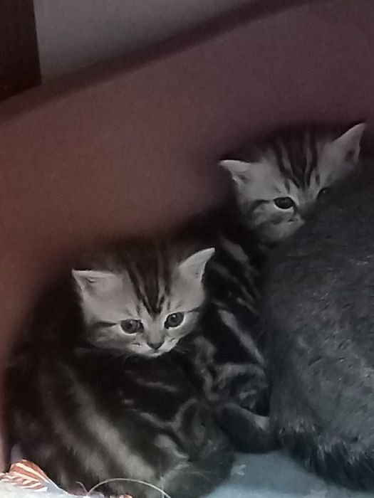 Шотландські кошеннята