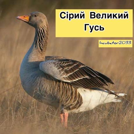 Яйце інкубаційне Великий Сірий Гусь