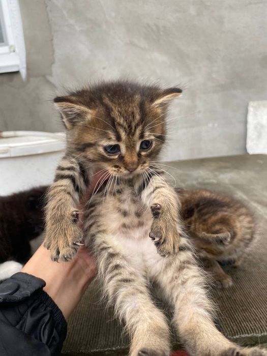 Кошенята від військових!