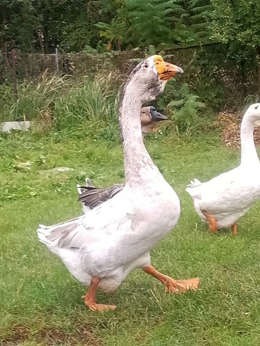 Gęś chołmogory okazjia