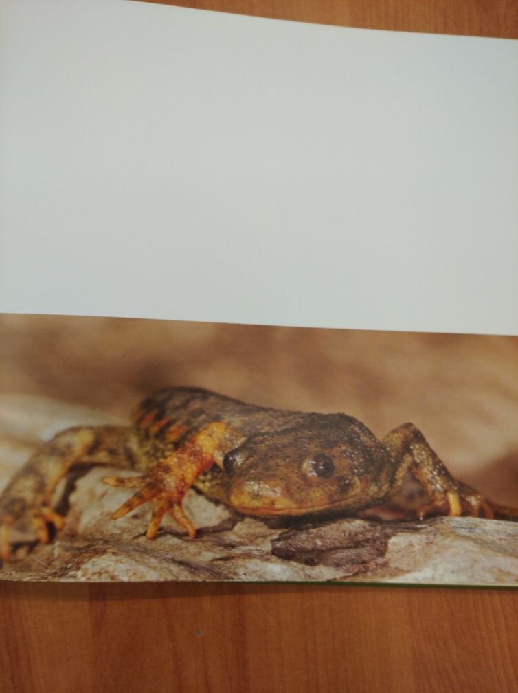 Livro "Anfíbios de Portugal" (2010)
