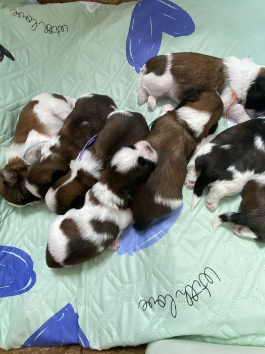 Shih tzu z trzypokoleniowym rodowodem do rezerwacji