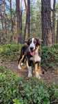 Border Collie piesek czarno biały tricolor