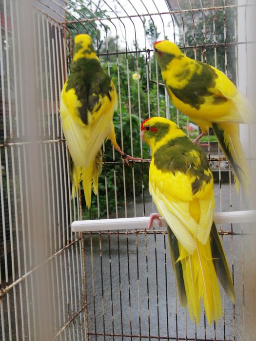 Kakarikis 2025 (malhados)