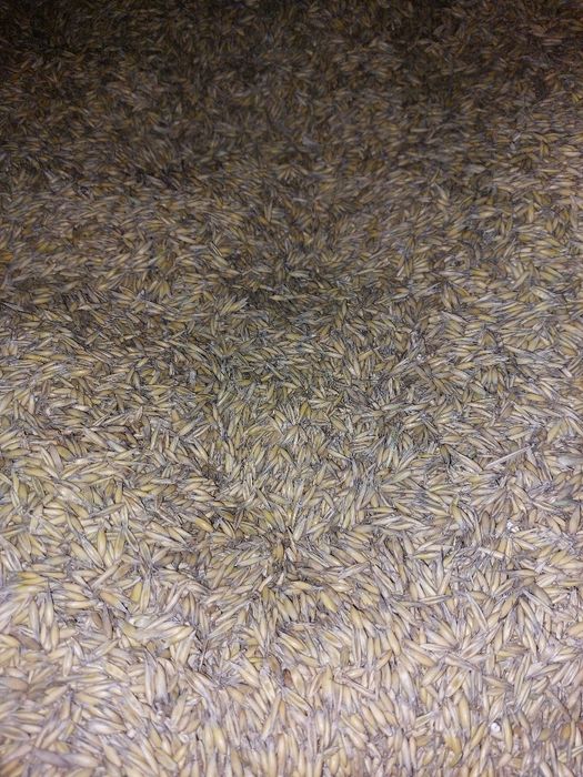 Owies tegoroczny 2025