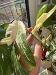 Monstera variegata