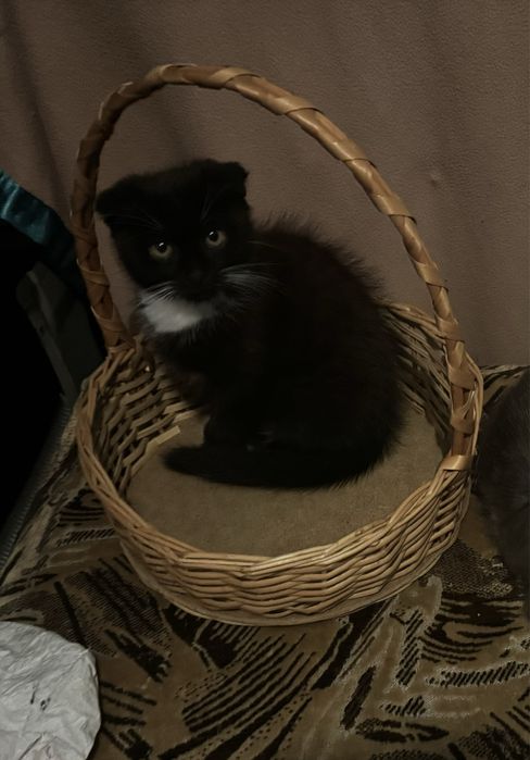 Продам висловухе кошеня