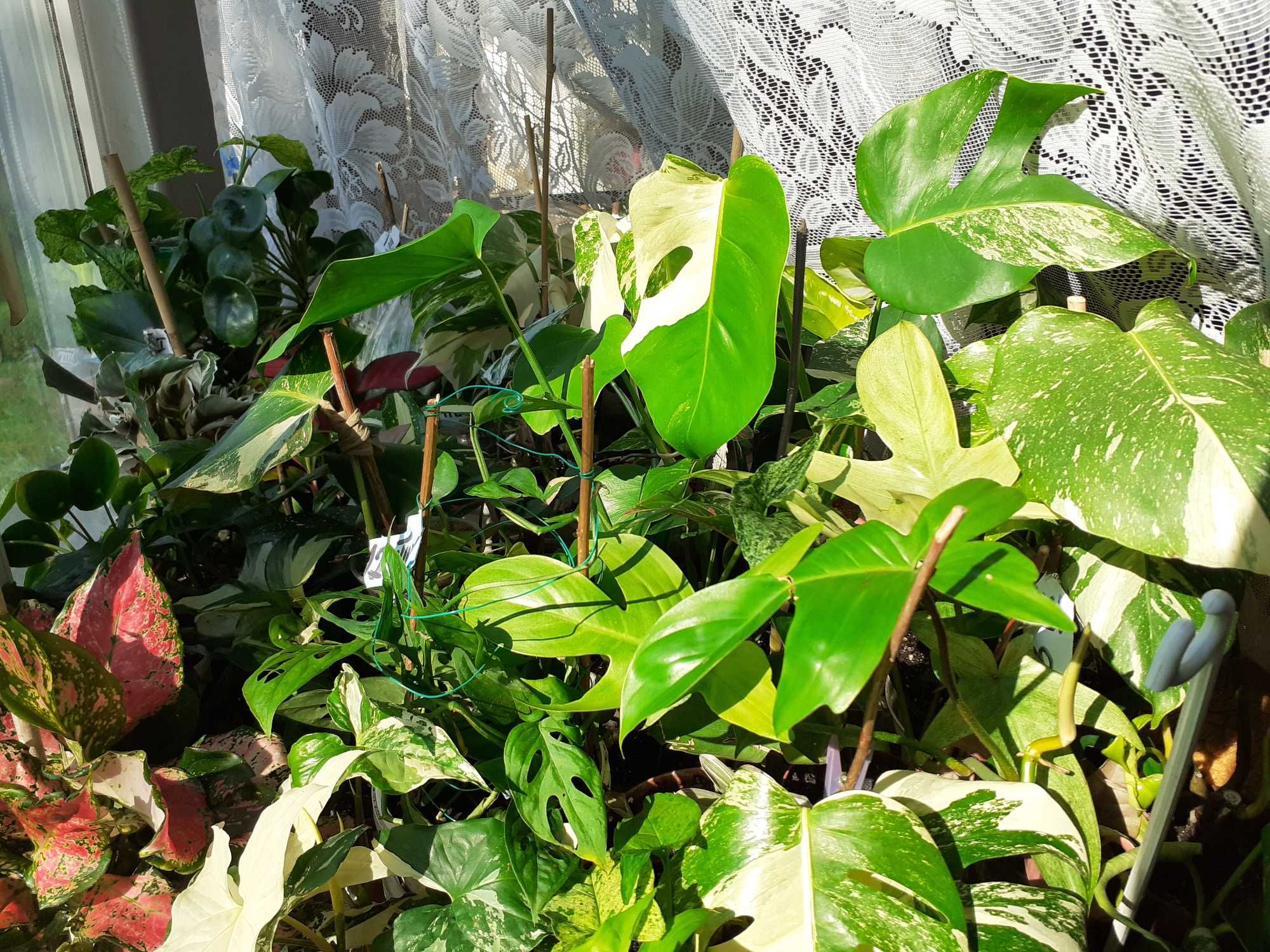 Rośliny doniczkowe -  BIAŁA Monstera VARIEGATA