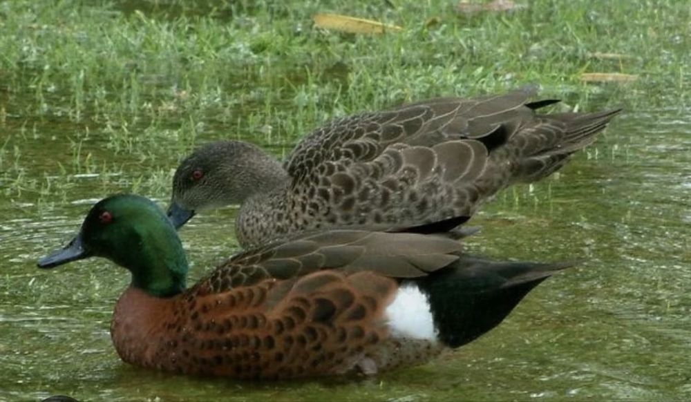 Patos exoticos casais