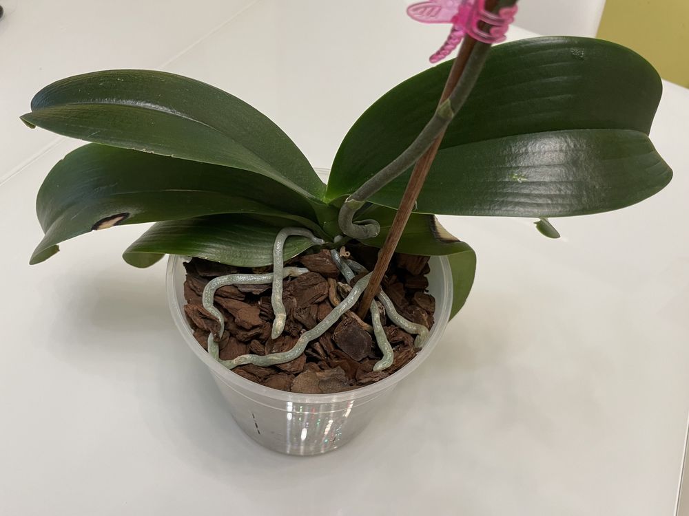 Орхідея СанБьюті, орхидея Сан Бьюти, phal. Sun Beauty