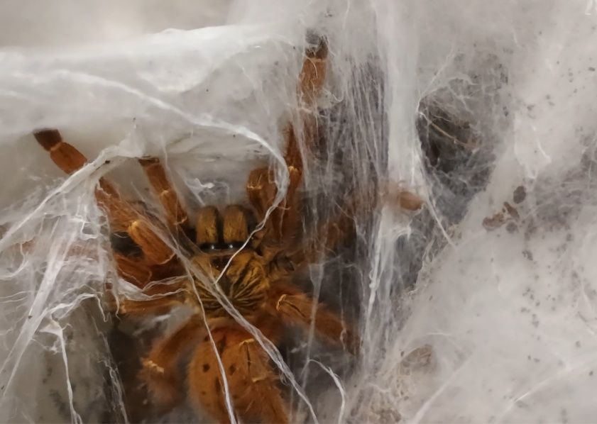 Ptasznik Pterinochilus murinus usambara L1