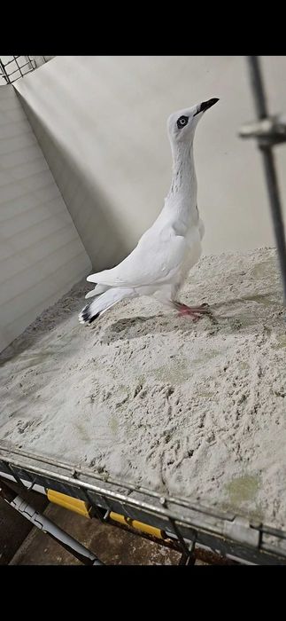 Srebrniak PDL samiec 2025r