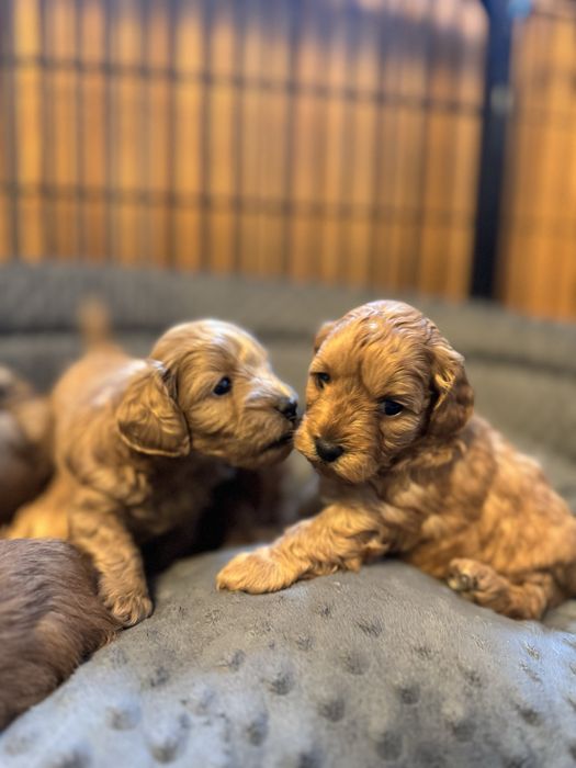 Urocza sinia Maltipoo / Poochon/Bichpoo /cavapoo/