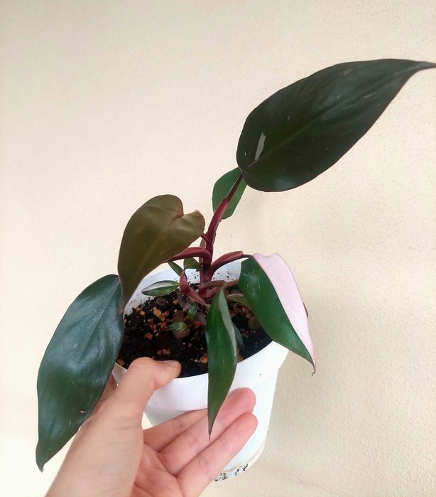 Planta Philodendron Pink Princess