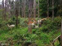 Terreno - Canedo