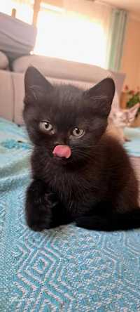 Czarny kot brytyjski Jamal. Chłopiec.