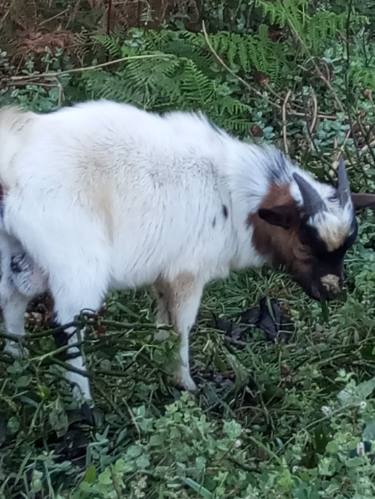 Vendo cabrito macho