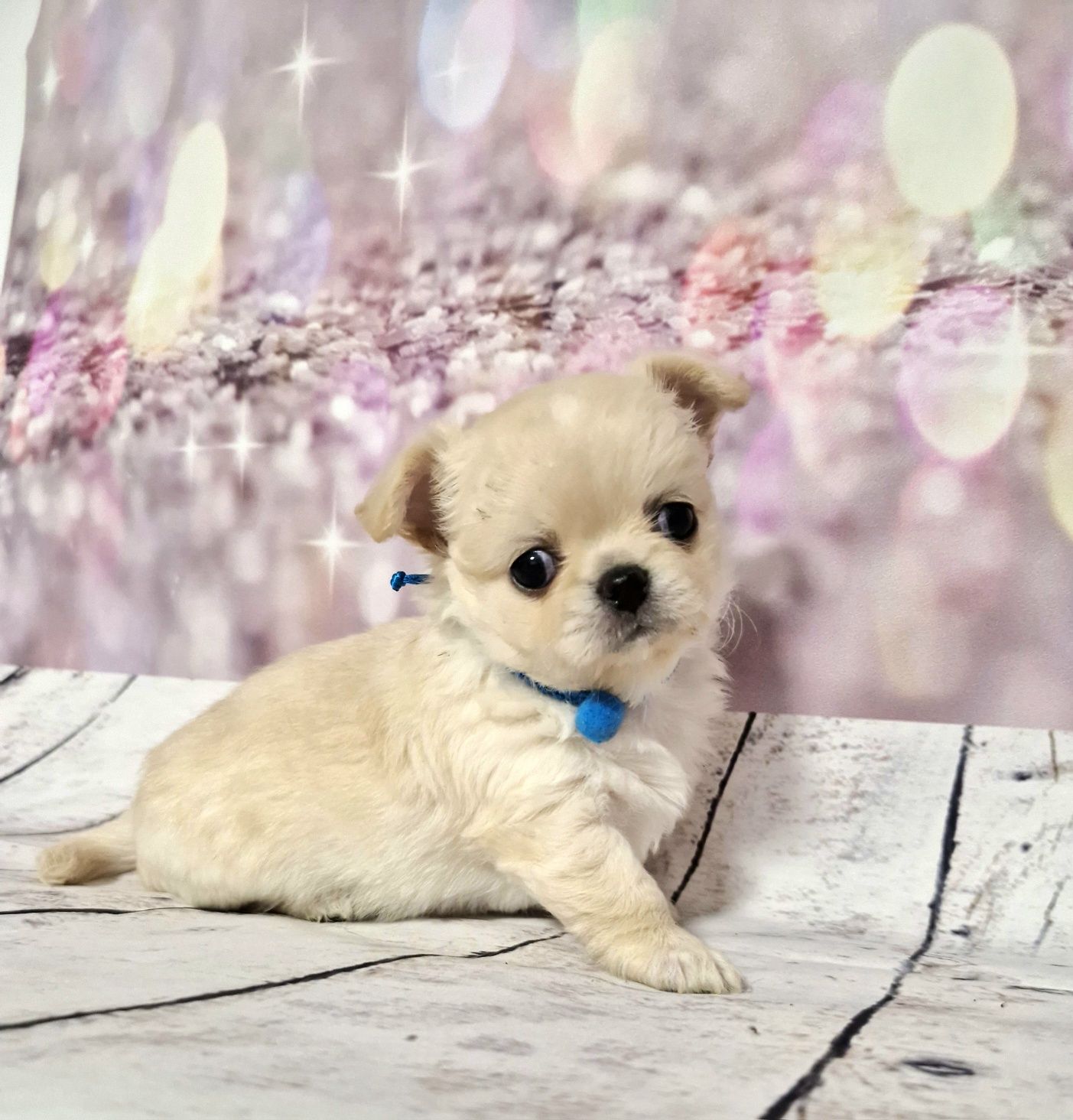 Chihuahua długowłosy ZKwP FCI