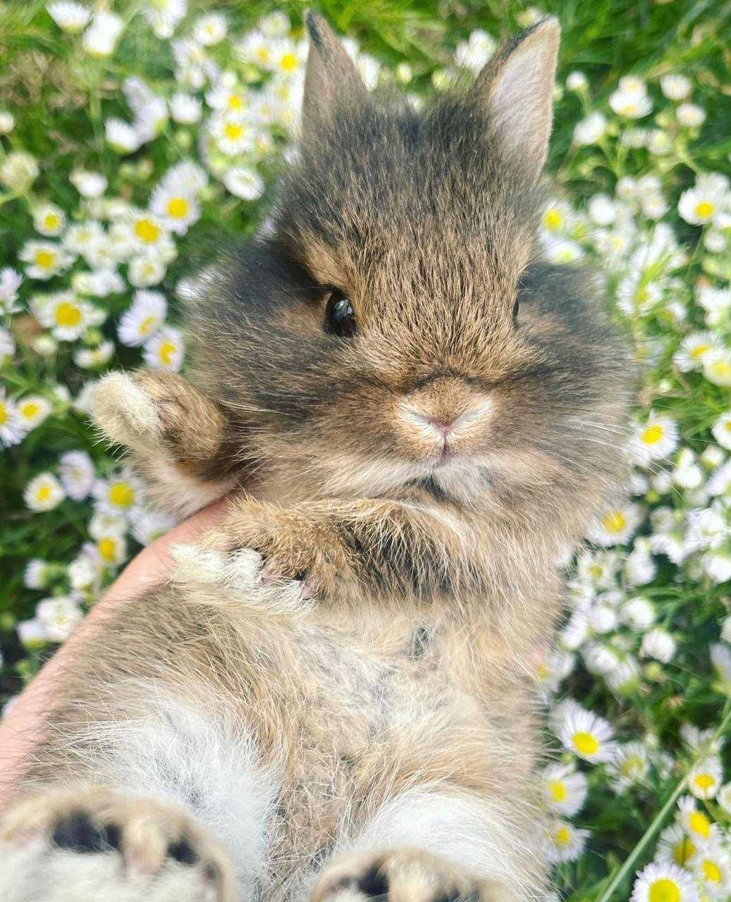 Ексклюзив! Левоголовий карлик міні кролик декоративний