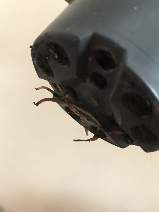 Филодендрон Бразил