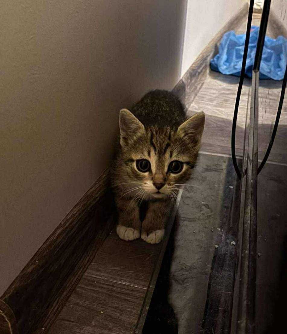 dwie urocze kotki do adopcji